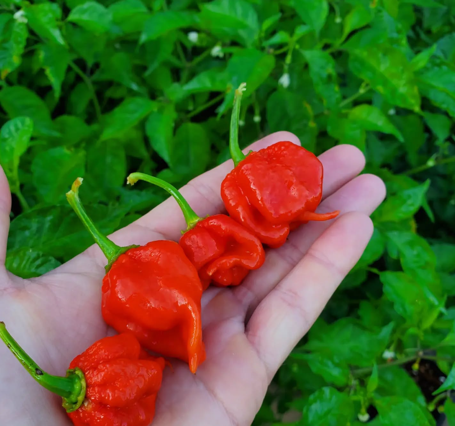 RedScorpionPeppers
