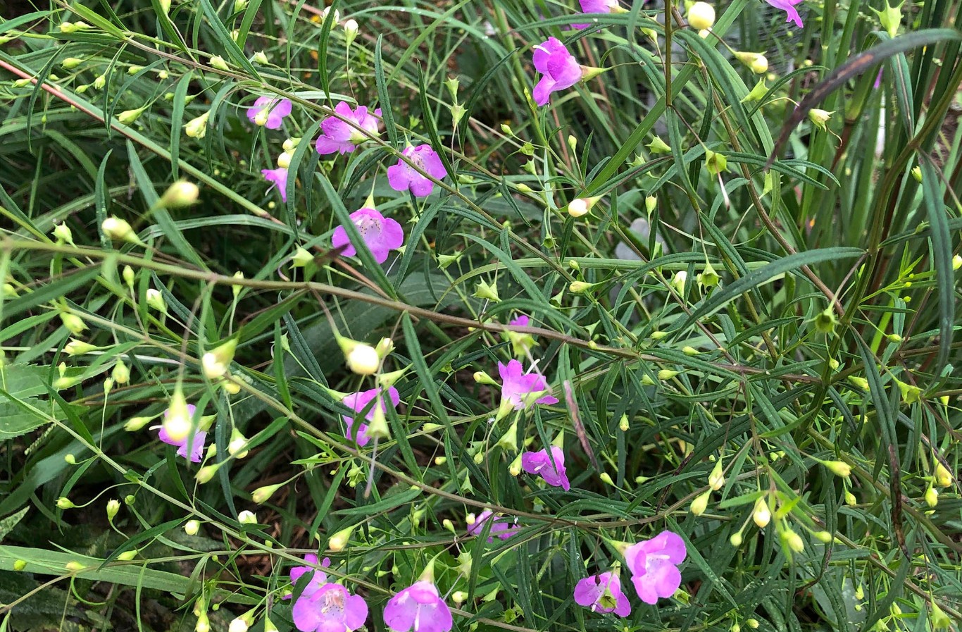 SlenderLeavedFalseFoxglove