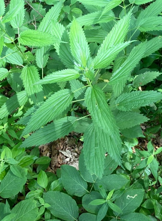 SlenderStingingNettle