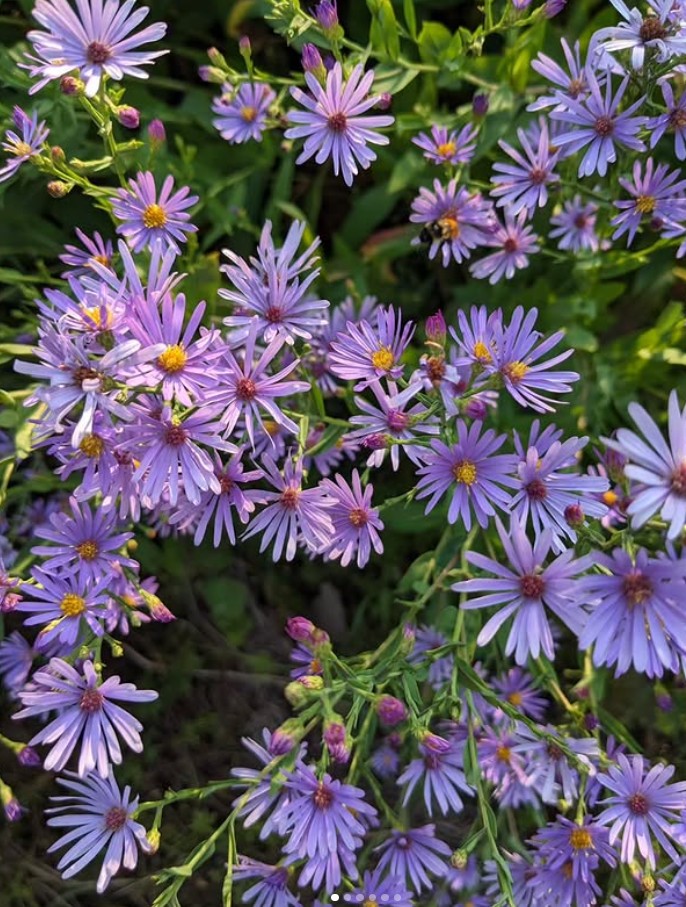 SmoothAster