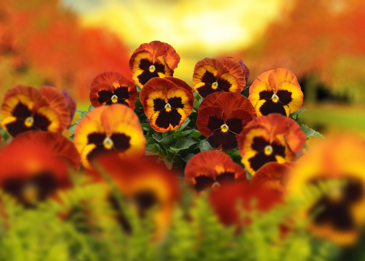 Solar-Flare-2-Pansy-Matrix-