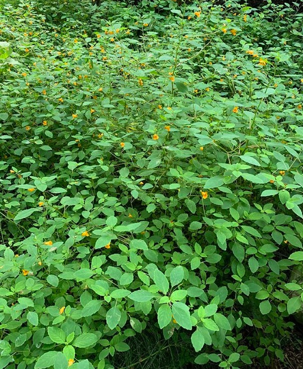 SpottedJewelweed