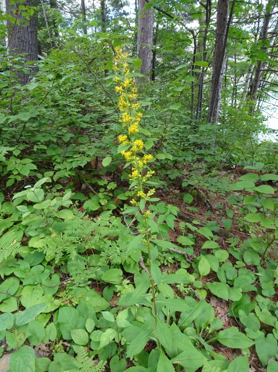 SquarroseGoldenrod