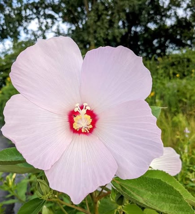 SwampRoseMallow