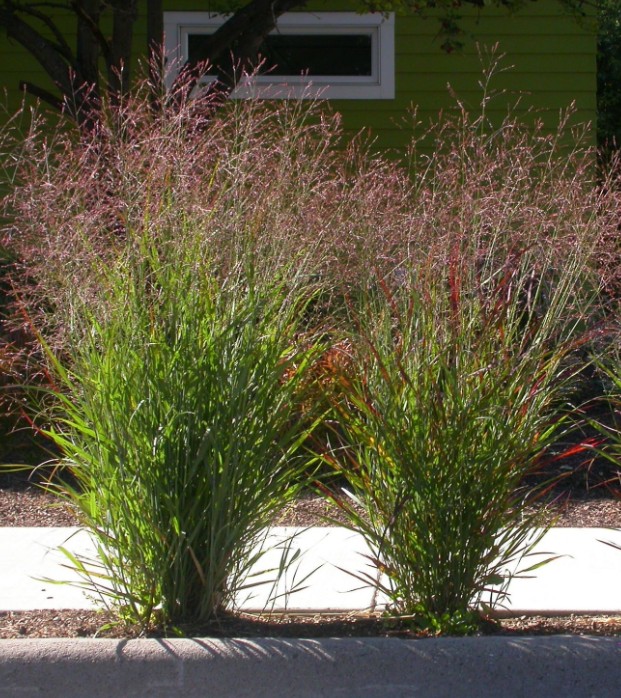 Switchgrass