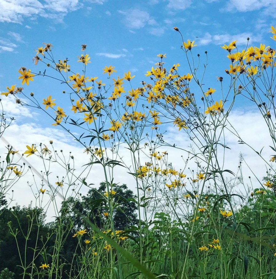 TallTickseed1