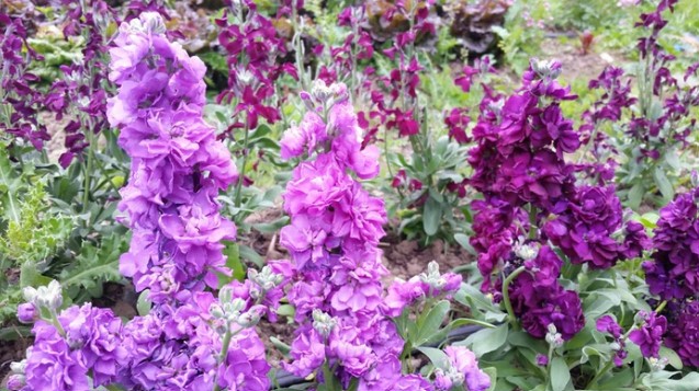 VickysVintageVioletStocks