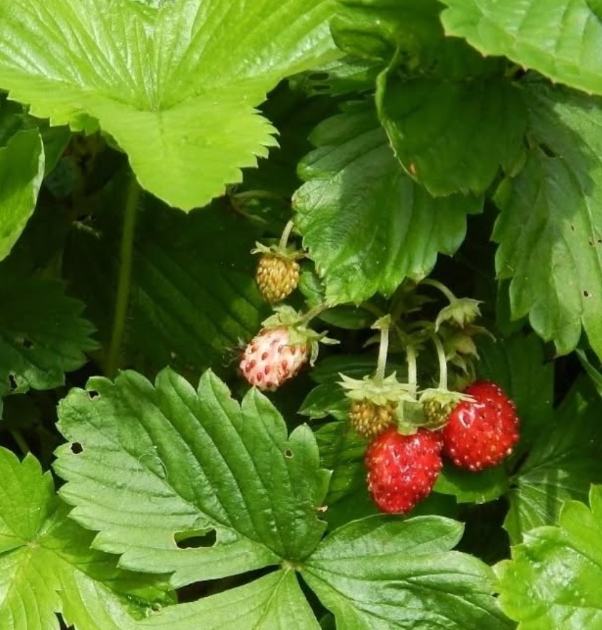 VirginiaStrawberry