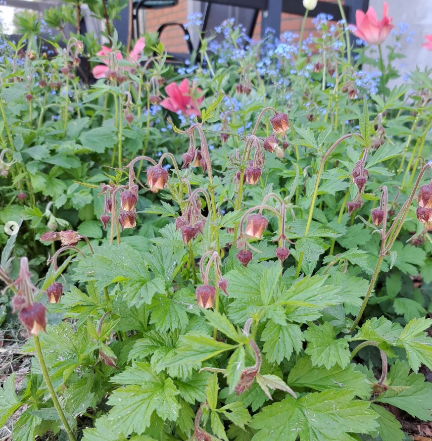 WaterAvens