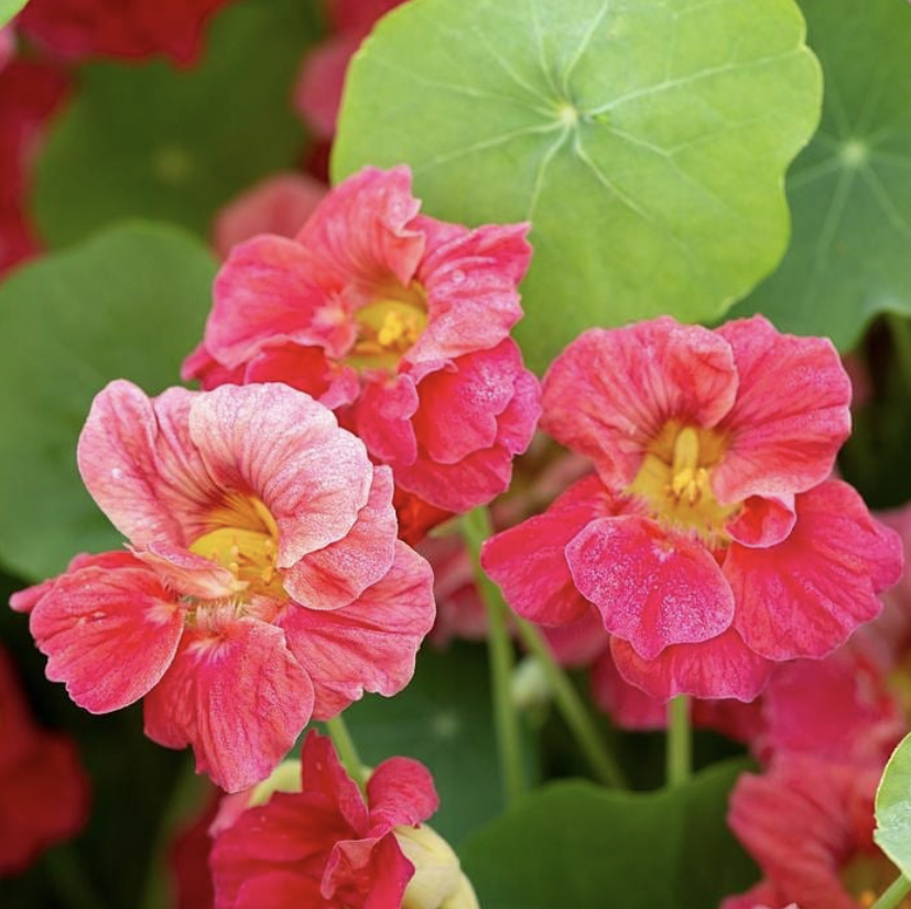 CherryRoseJewelNasturtium CherryRoseJewelNasturtium