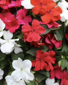 Impatiens