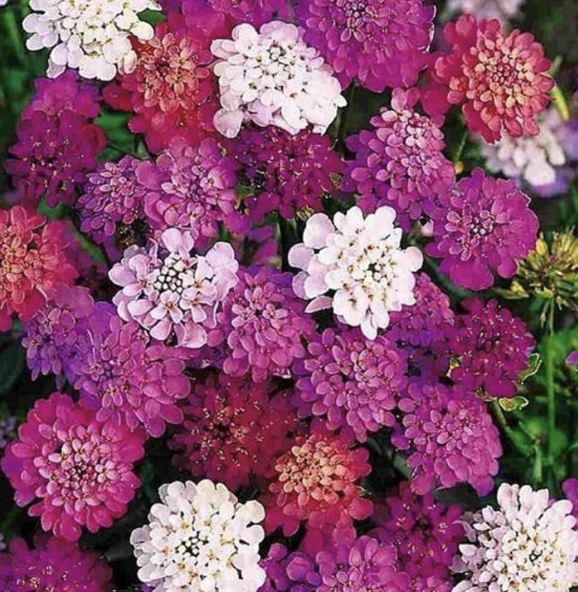 FairyMixedCandytuft FairyMixedCandytuft