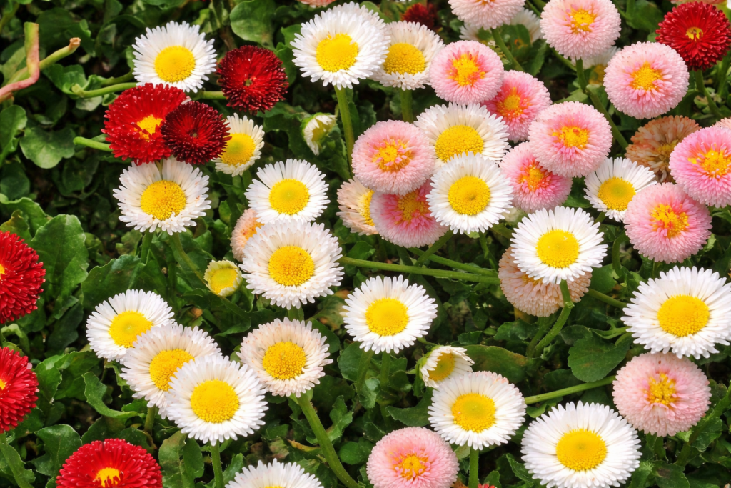 Pomponette English Daisy Mix | Gaia Organic Seeds