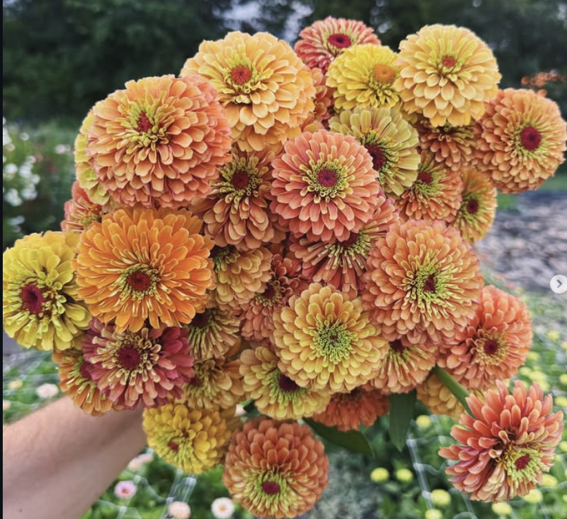 QueenyLimeOrangeZinnia QueenyLimeOrangeZinnia