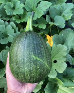 Tatume Summer Squash