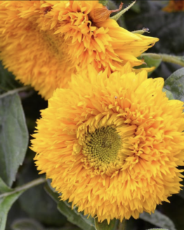 Teddy Bear Dwarf Sunflower