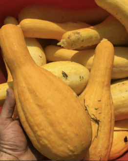 Tempest F1 Summer Squash