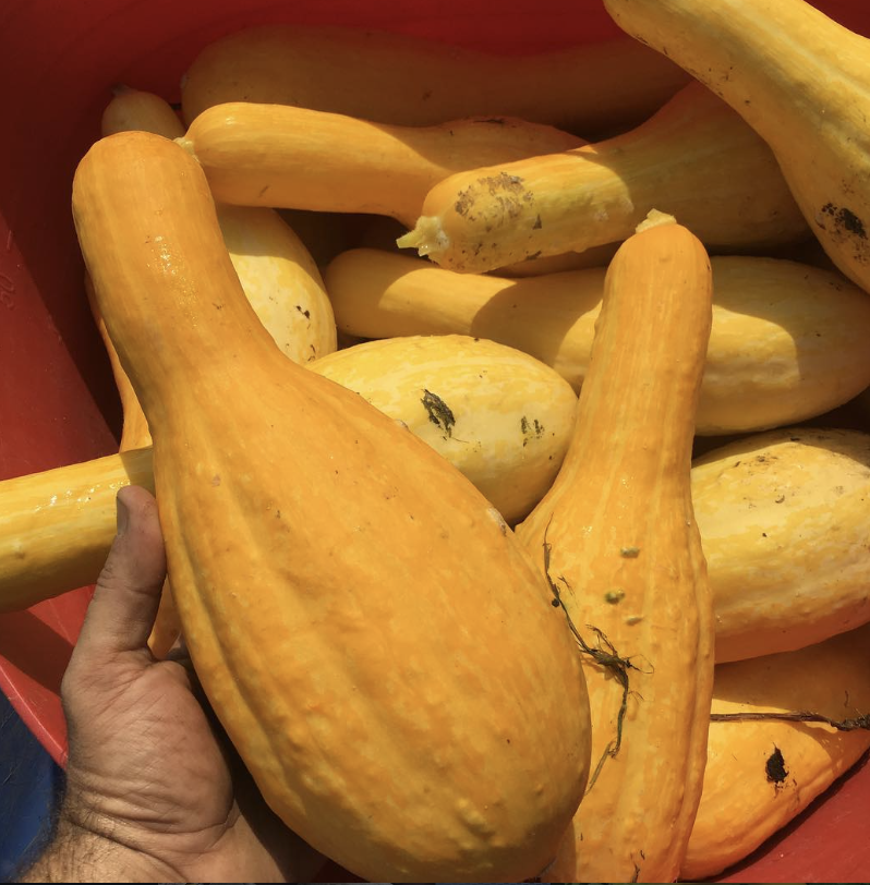 Tempest F1 Summer Squash