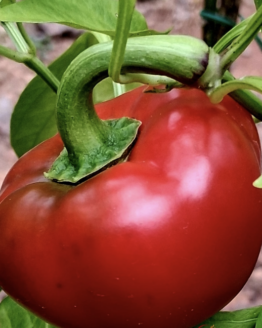 Tennessee Cheese Red Sweet Pepper