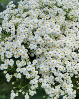 Tetra White Feverfew