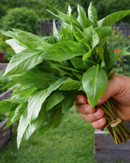 Thai Thai Prospera Active DMR Basil