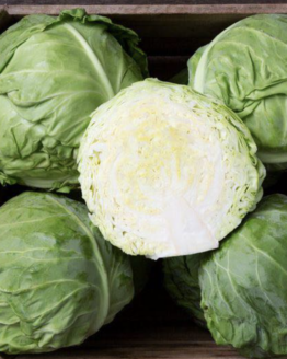 Tiara F1 Cabbage