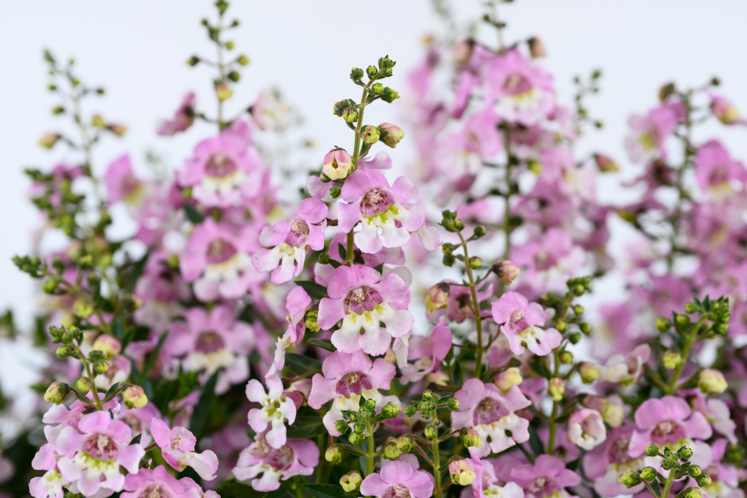 Angelonia-Alonia-Big-Bicolor-Pink1