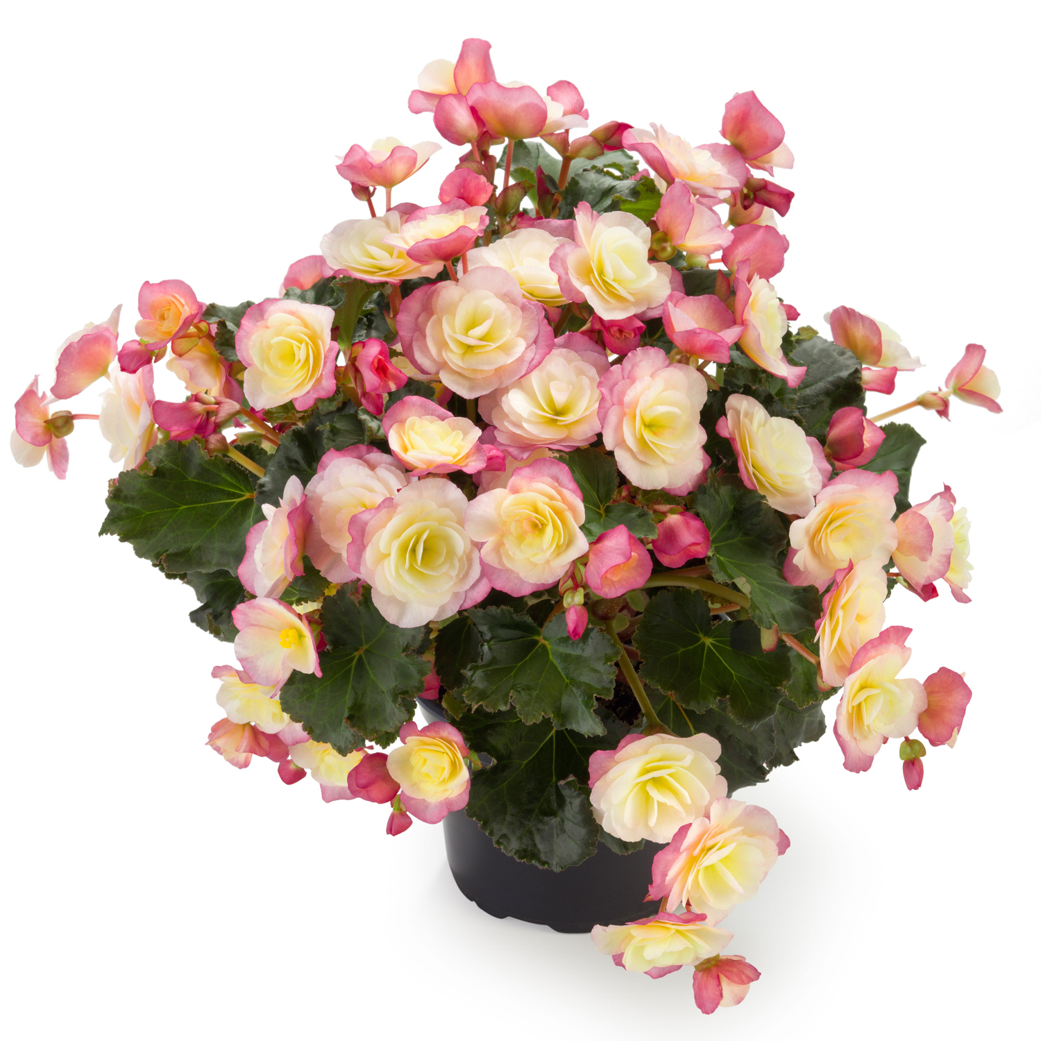 Begonia-Glory-Bicolor