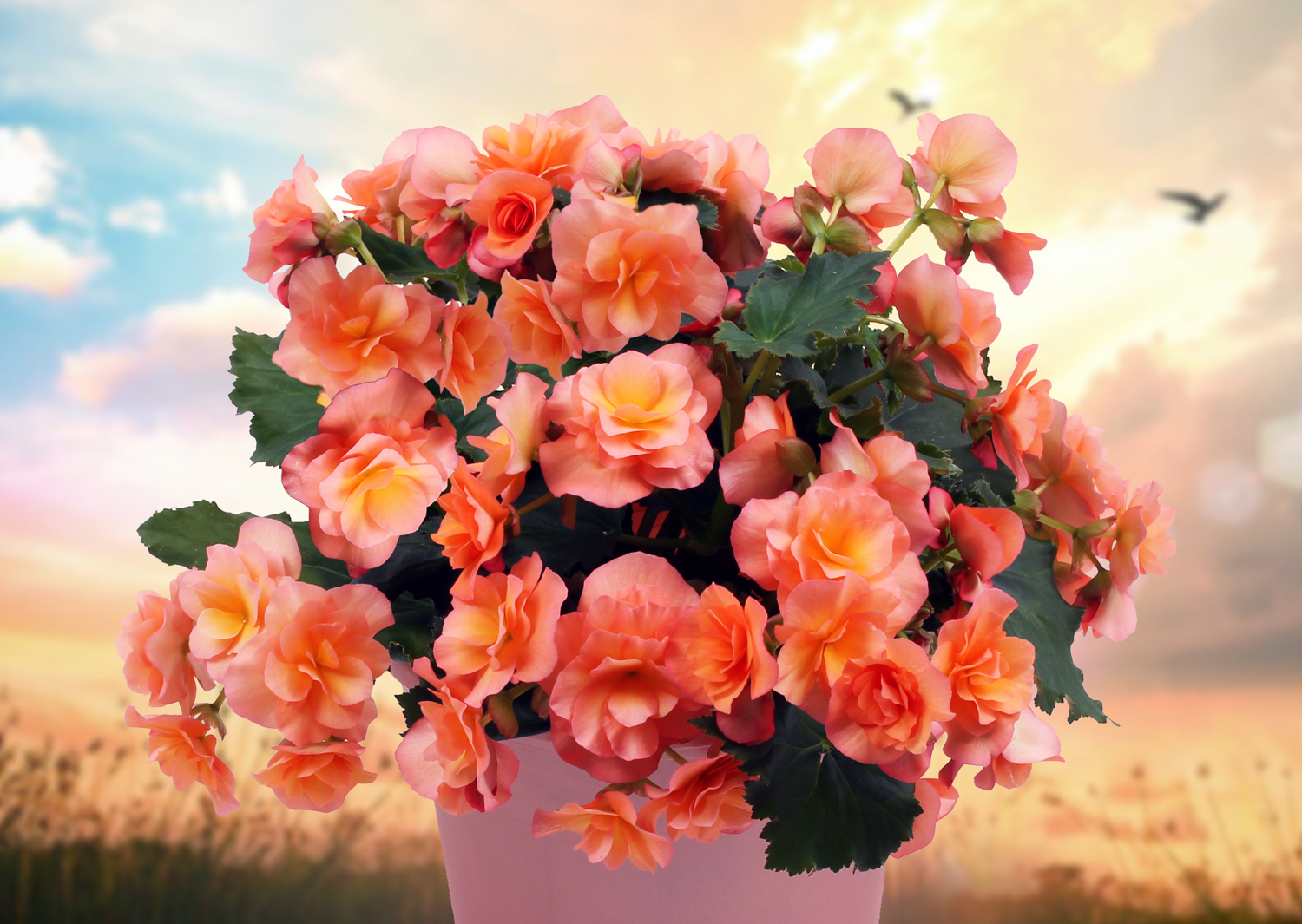Begonia-Solenia-Apricot-2