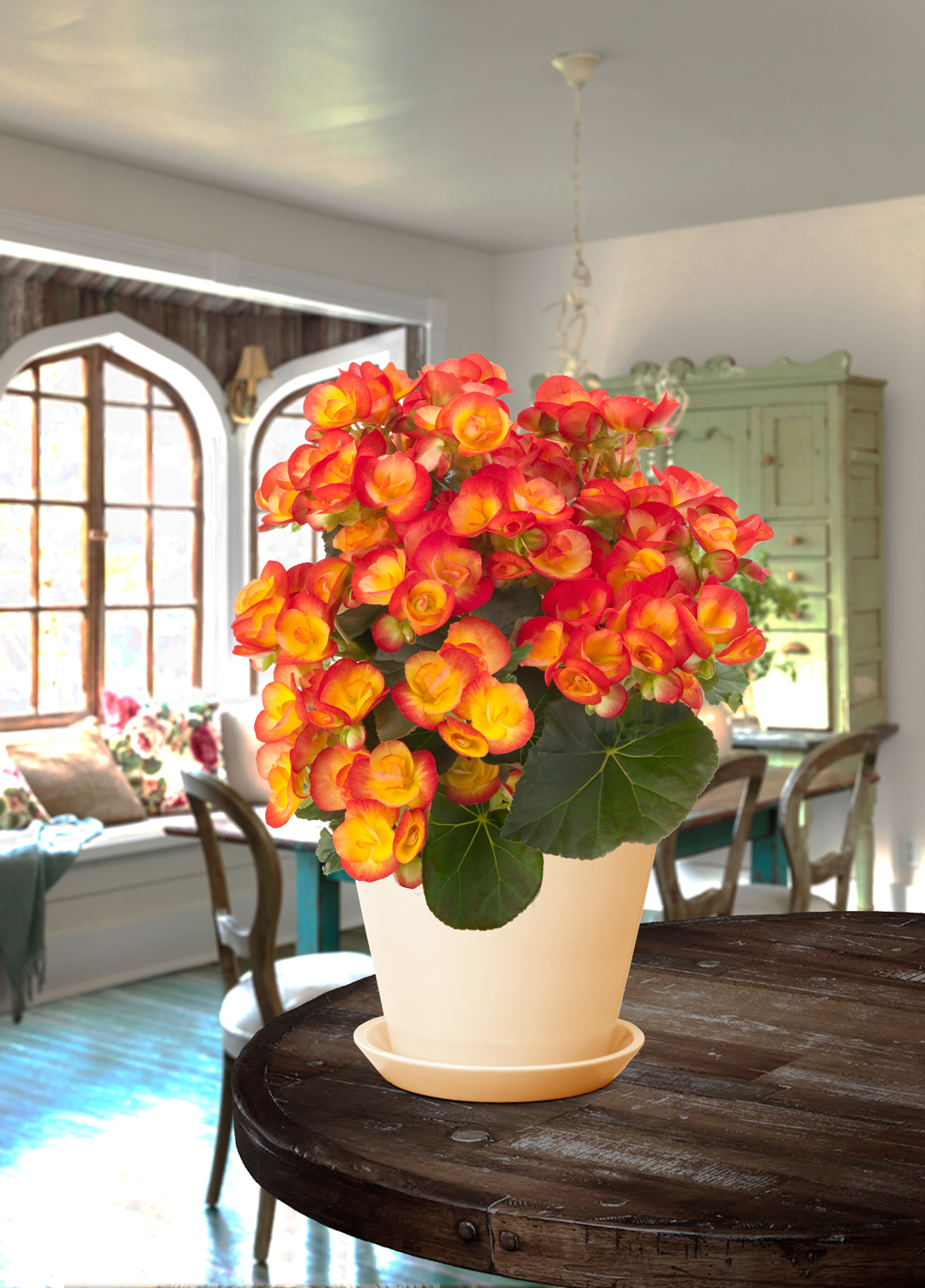 Begonia-hiemalis-Carneval