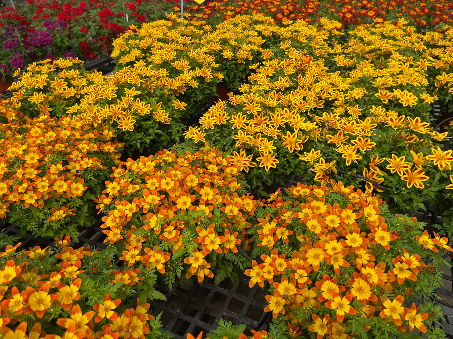 Bidens-Blazing-Flames