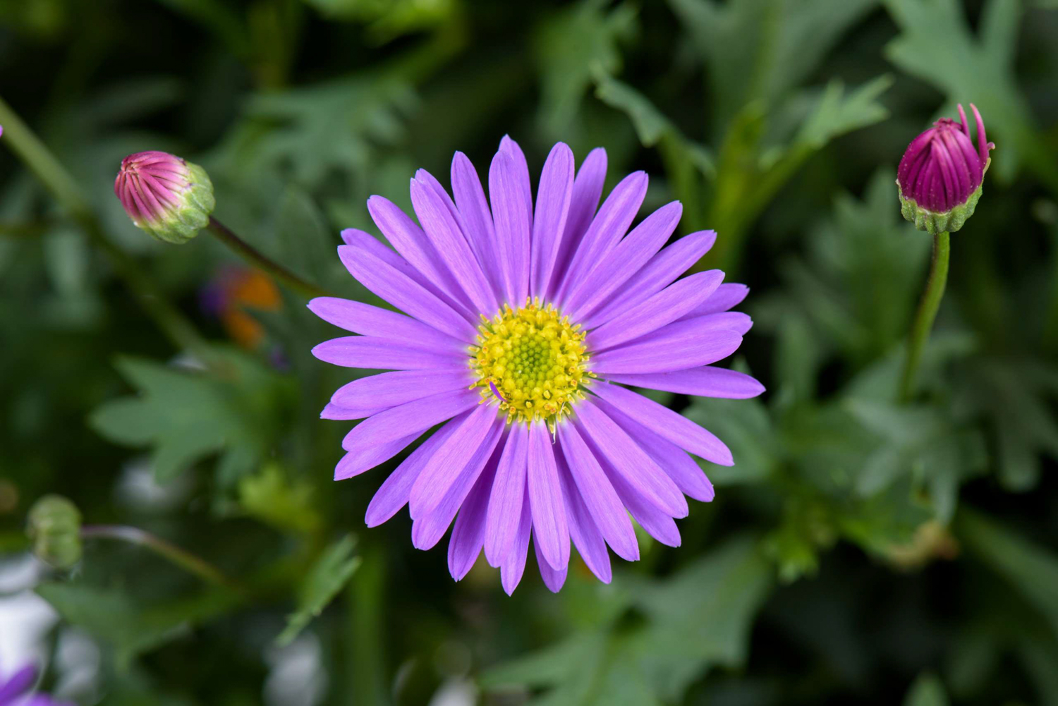 Brachyscome-Fresco-Purple-1