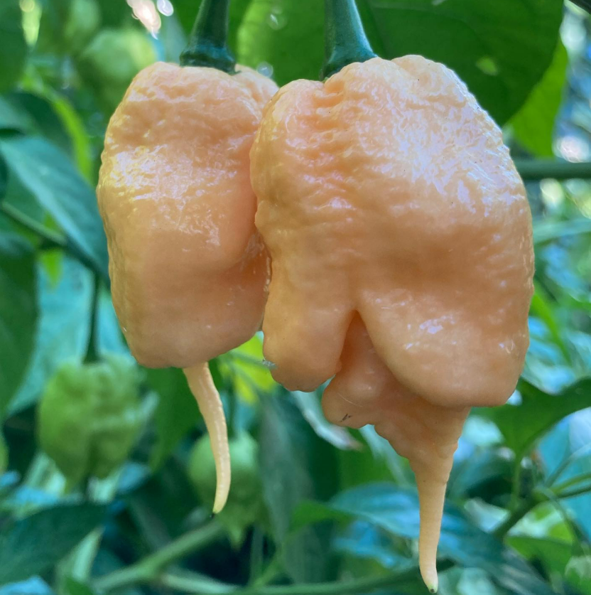 CaliforniaReaperHotPepper