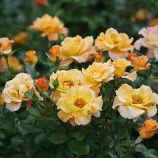 ChewgewestRose