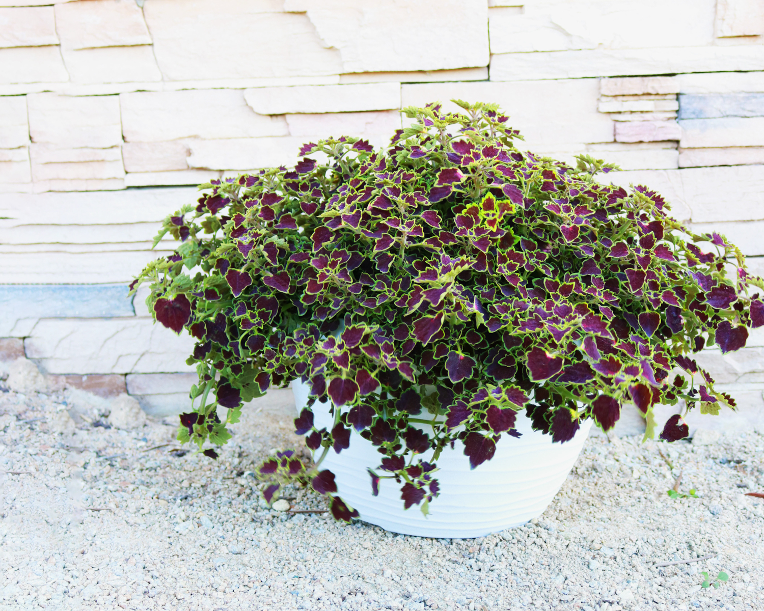 Coleus-Great-Falls-Niagara-2