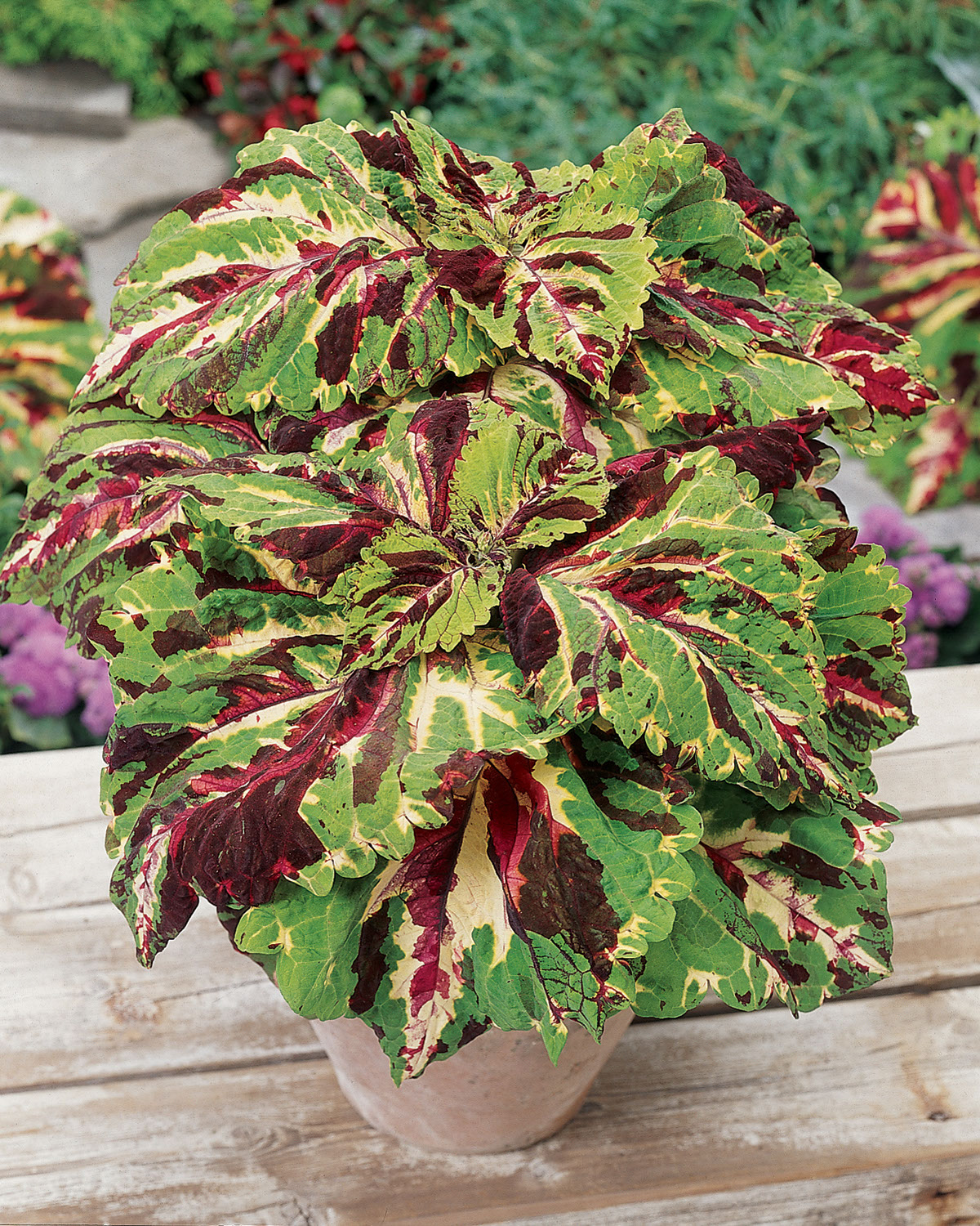 Coleus-Kong-Mosaic3