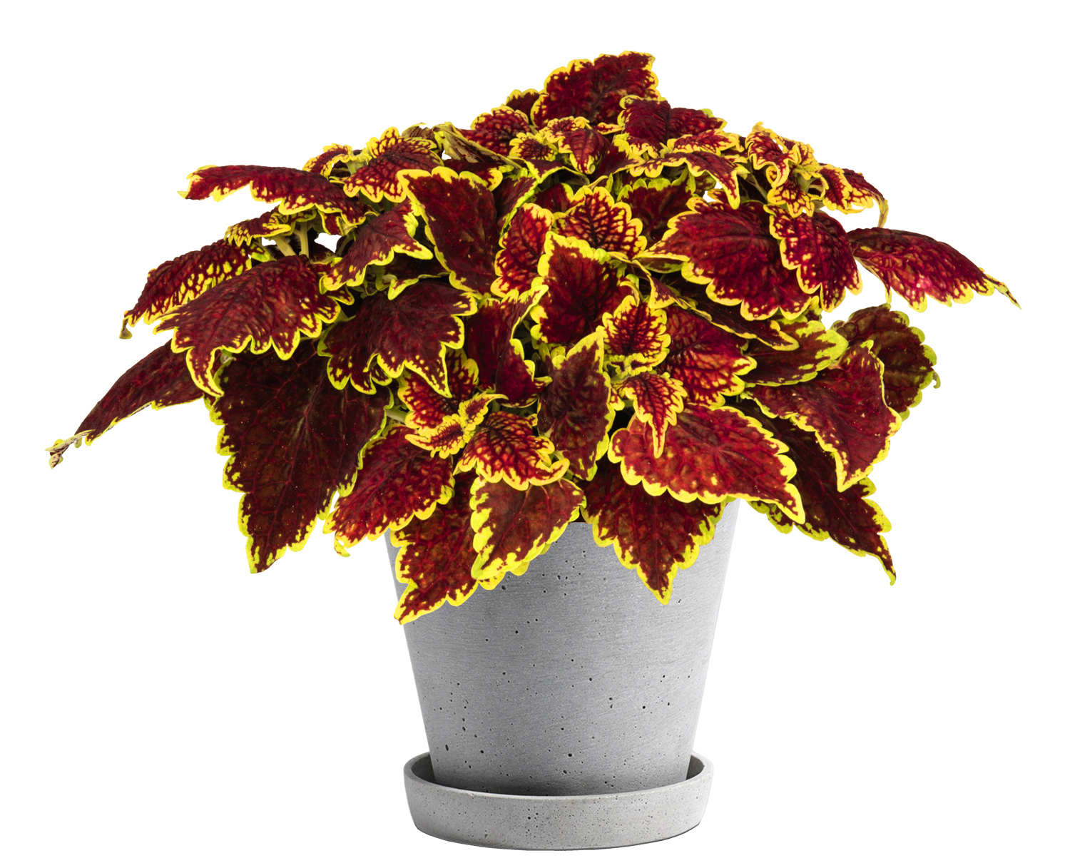 Coleus-Main-Street-Oxford-Street-2