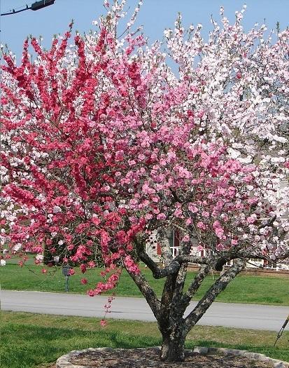 ComboCherry