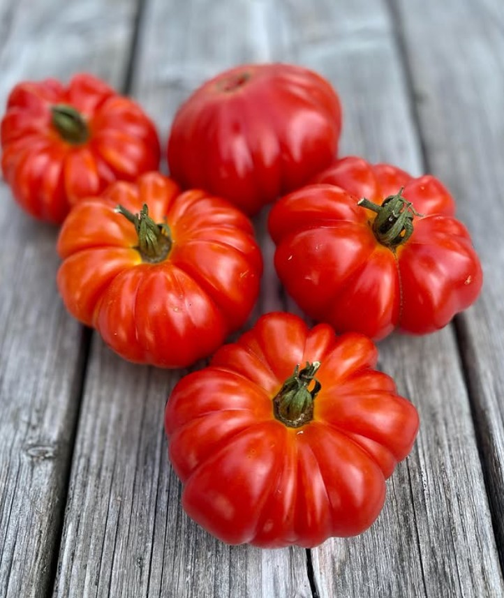 CostolutoFiorentinoTomato CostolutoFiorentinoTomato