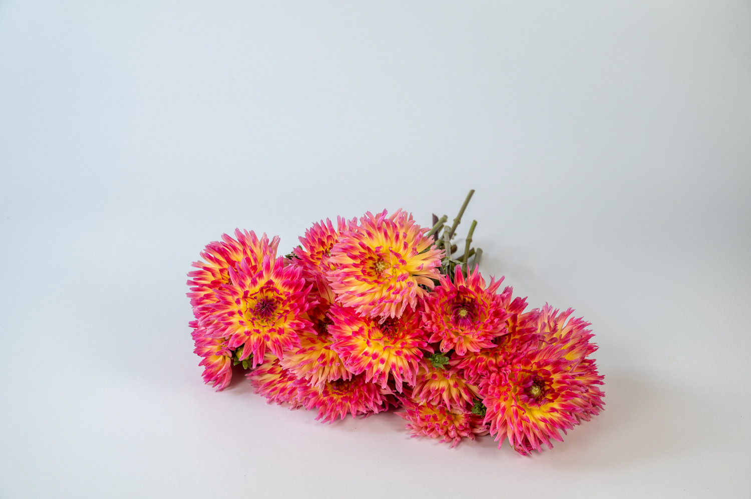 Dahlia-Karma-Sangria-Pink-Yellow-Bicolor1