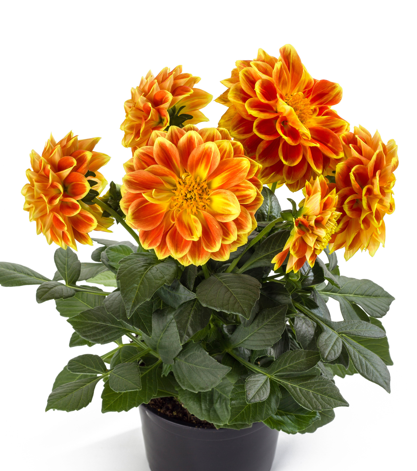 Dahlia-Labella-Medio-Fun-Orange-Flame-4