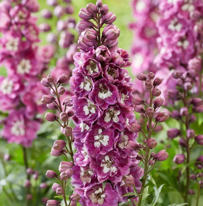 DelphinaPinkWhiteBeeDelphinium