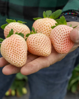 Florida Pearl Strawberry