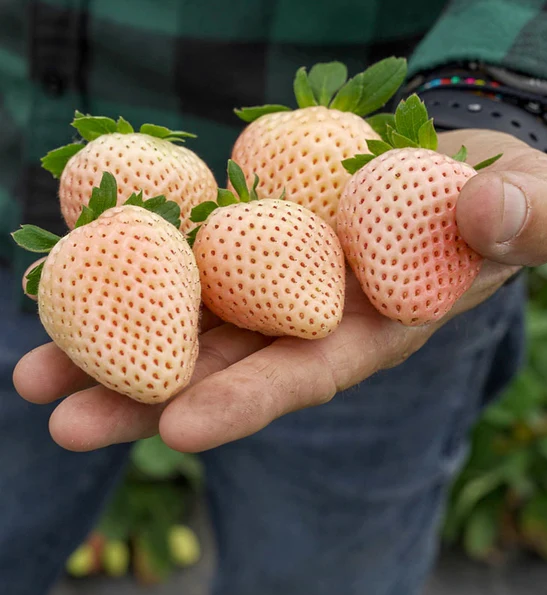 FloridaPearlStrawberry