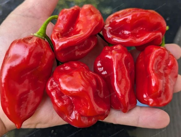 HabaneroGuadaloupeHotPepper