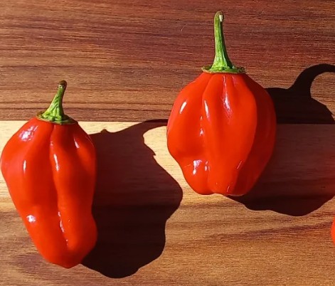 HabaneroRedWestIndiesHotPepper