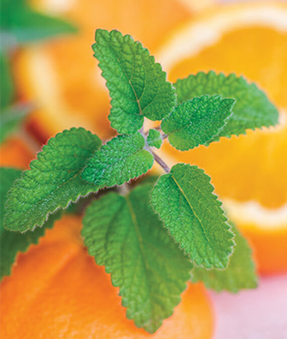 Herb-Melissa-Orange-Balm-Mandarina
