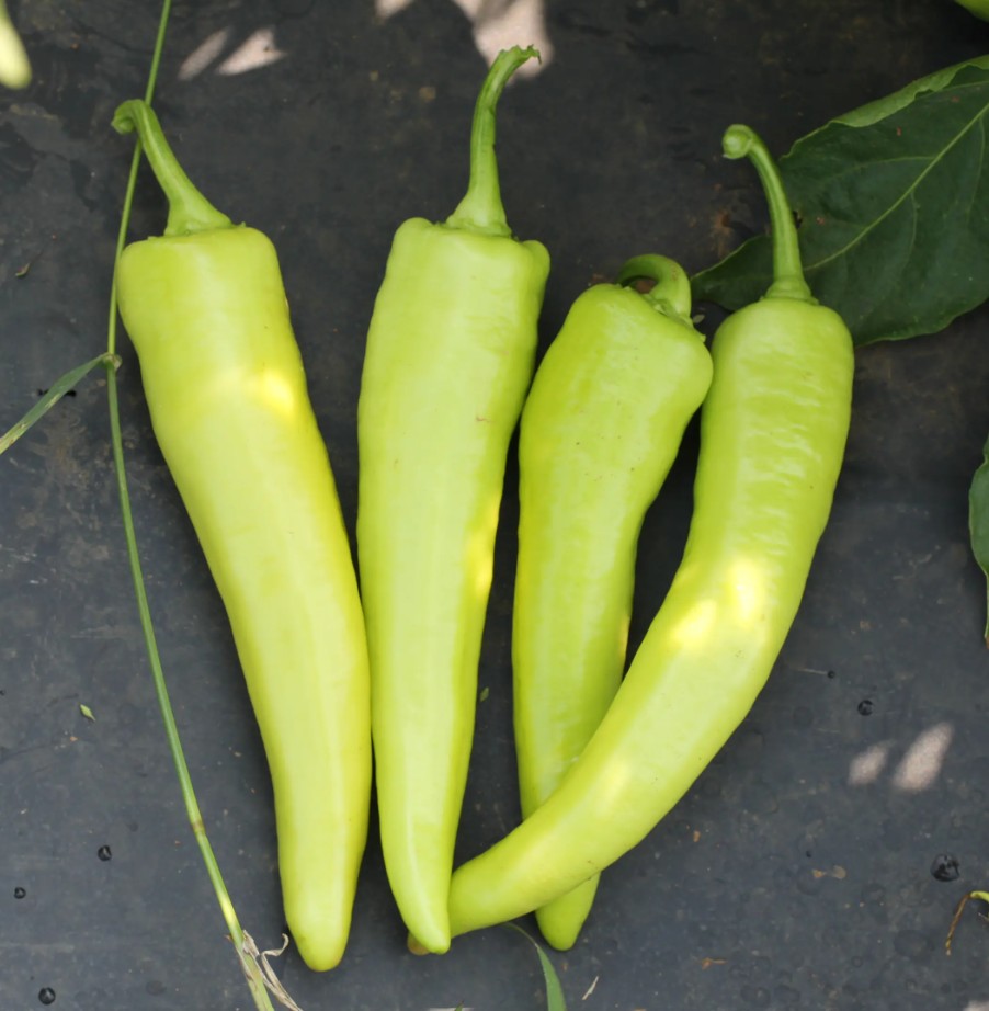 InfernoHotPepper