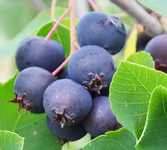 IsaacSaskatoonBerry