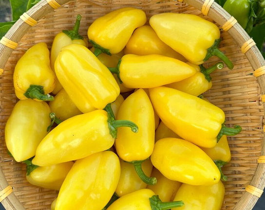 JalapenoGiantLemonHotPepper